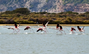 Salinas u. Flamingos  (10)