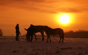 Winterabend mit Pferden